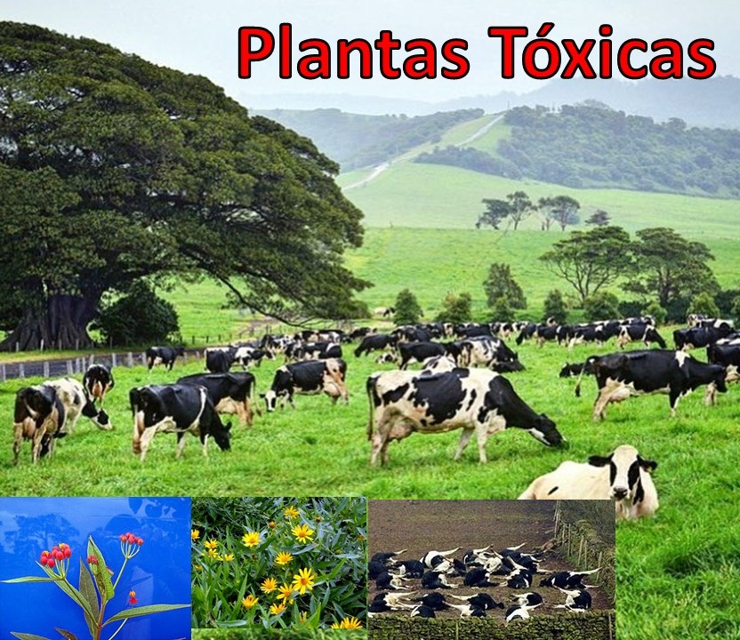 plantas toxicas