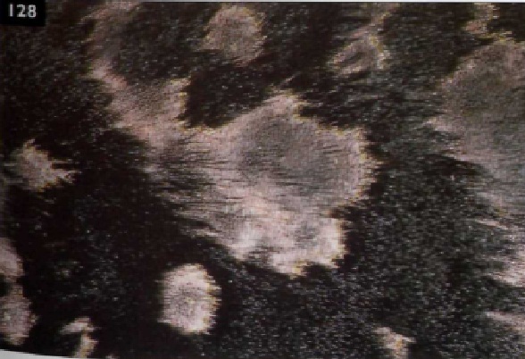 Pioderma superficial en perros