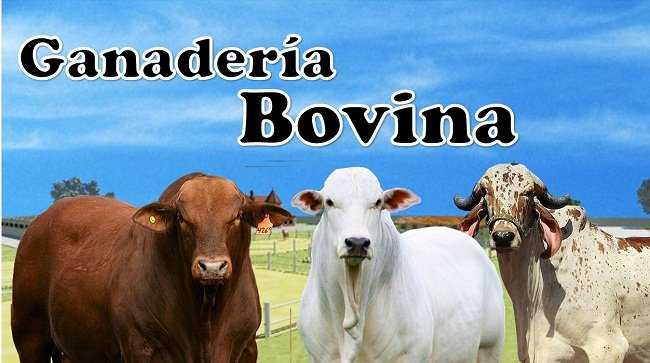 Ganadería bovina, su definición y todos sus sistemas