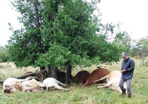 Muerte de vacas en ganaderia con rayos 