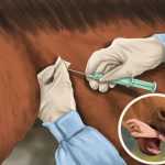 donde se debe inyectar un caballo