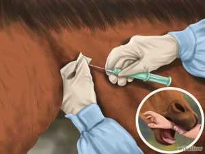 donde se debe inyectar un caballo