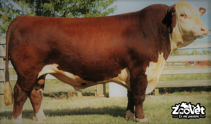 raza bovina Hereford