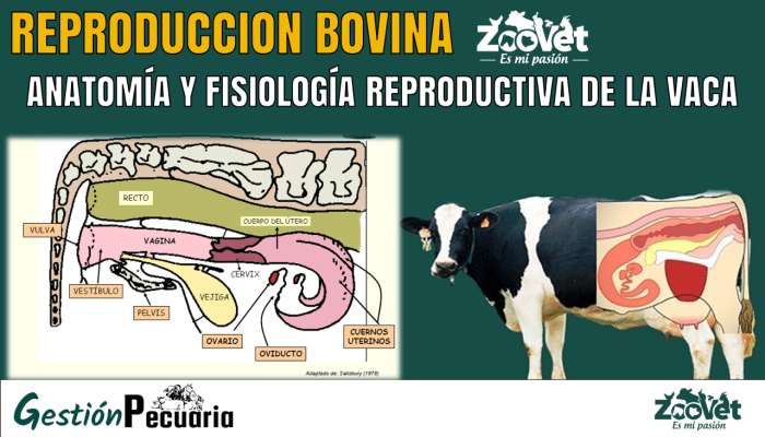 Anatomía y Fisiología Reproductiva de la Vaca