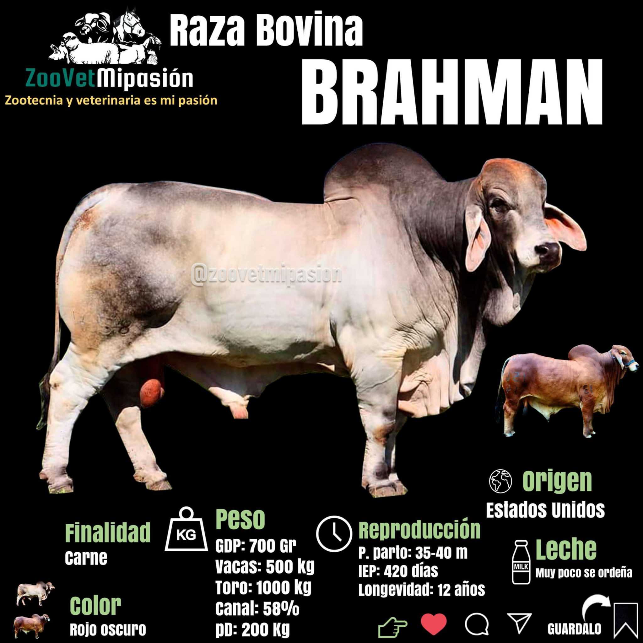 Raza de Ganado Brahman 【informacion Actualizada 2020】