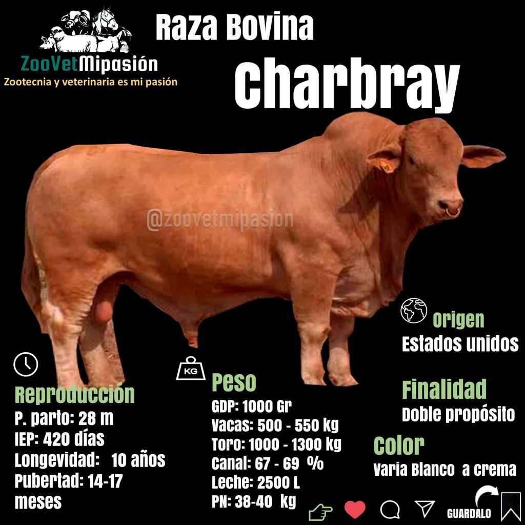 parametros productivos de la raza bovina Charbray