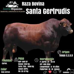 Infografía Ganado Nelore