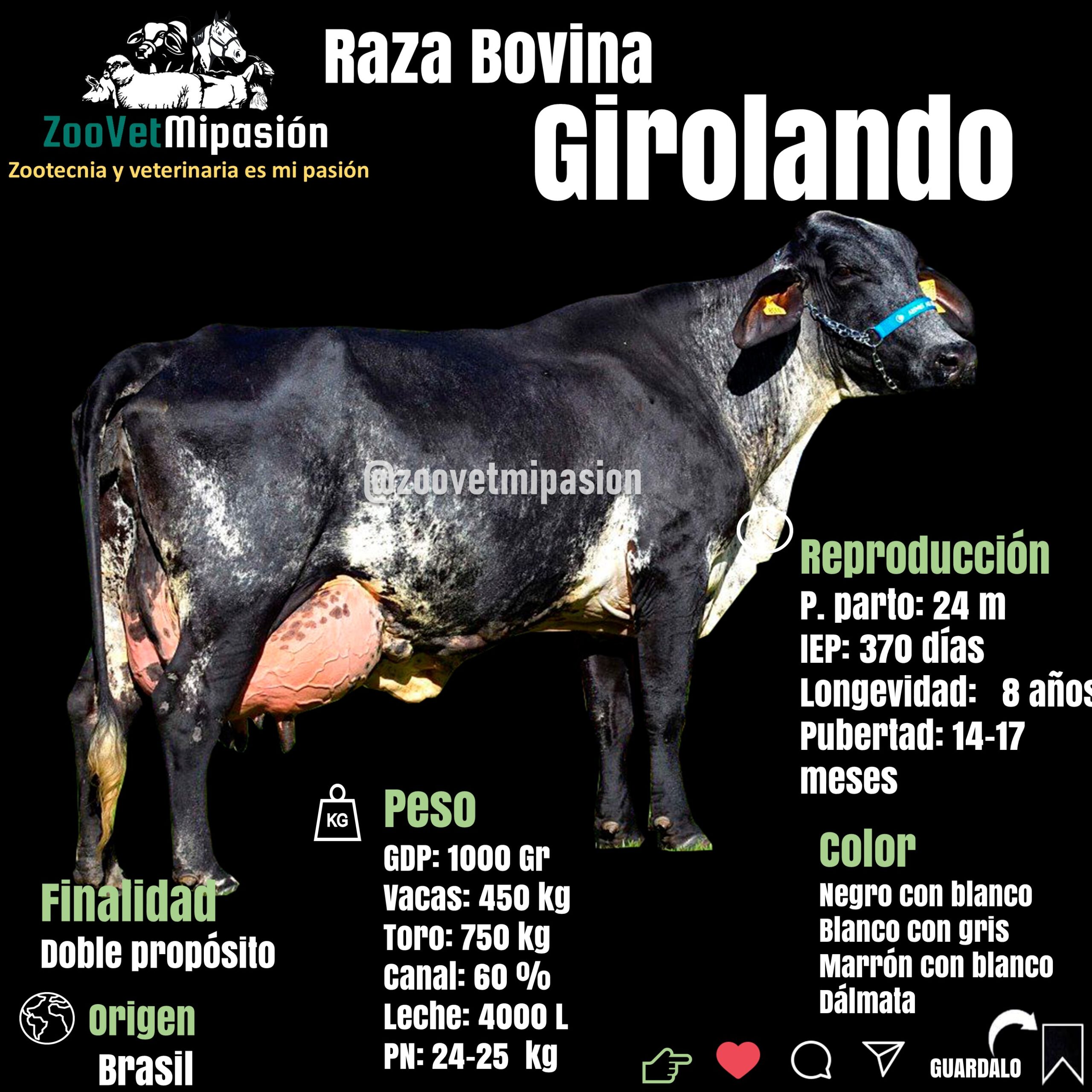 infografia del ganado Girolando 