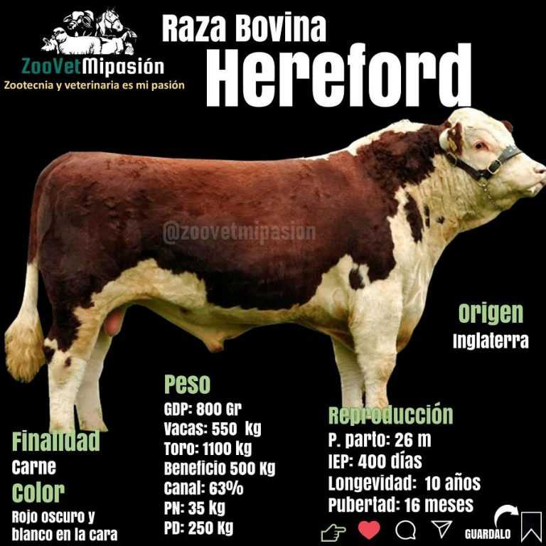 Raza bovina Hereford 【Informacion actualizada 2020】