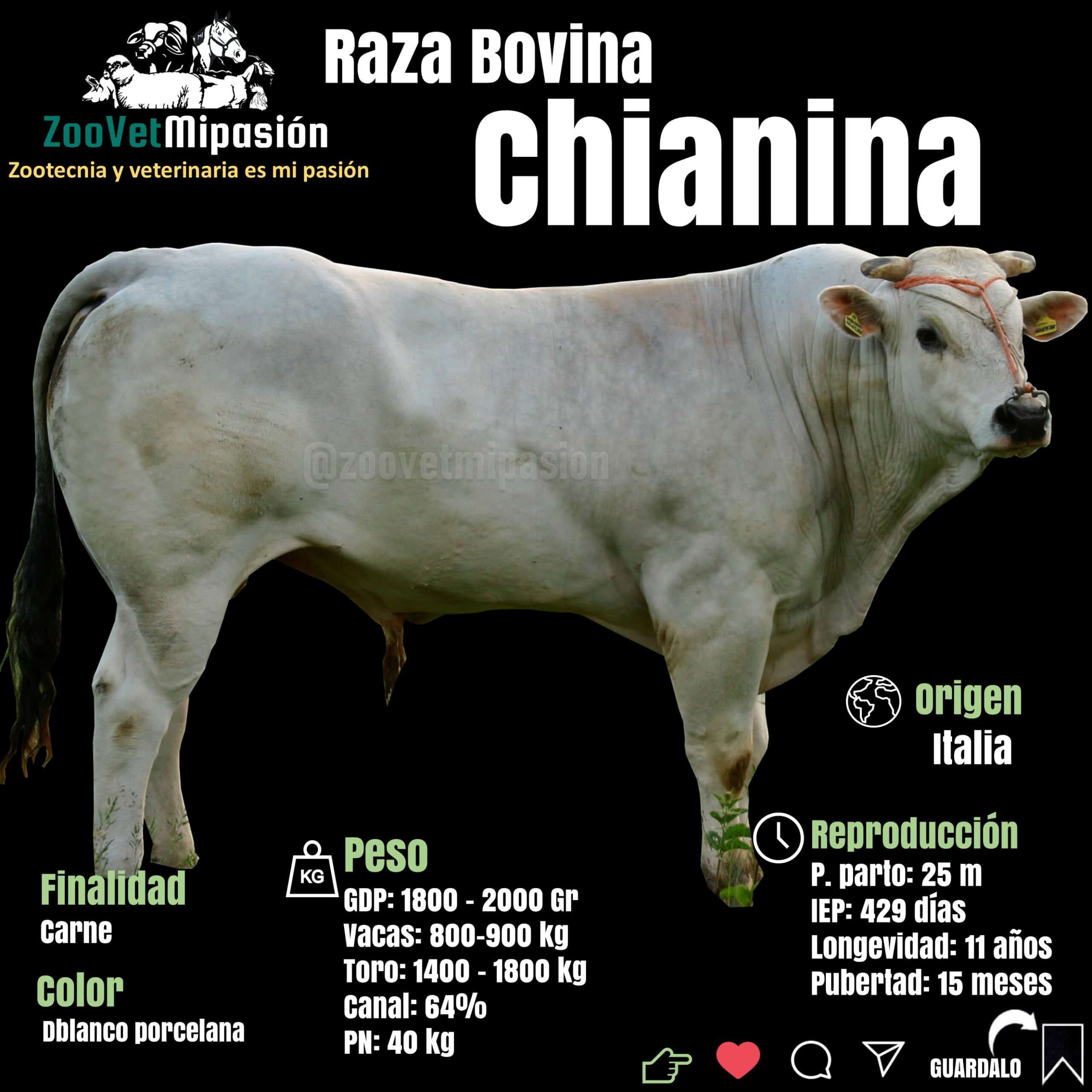 Raza de ganado Chianina 【Información Actualizada】