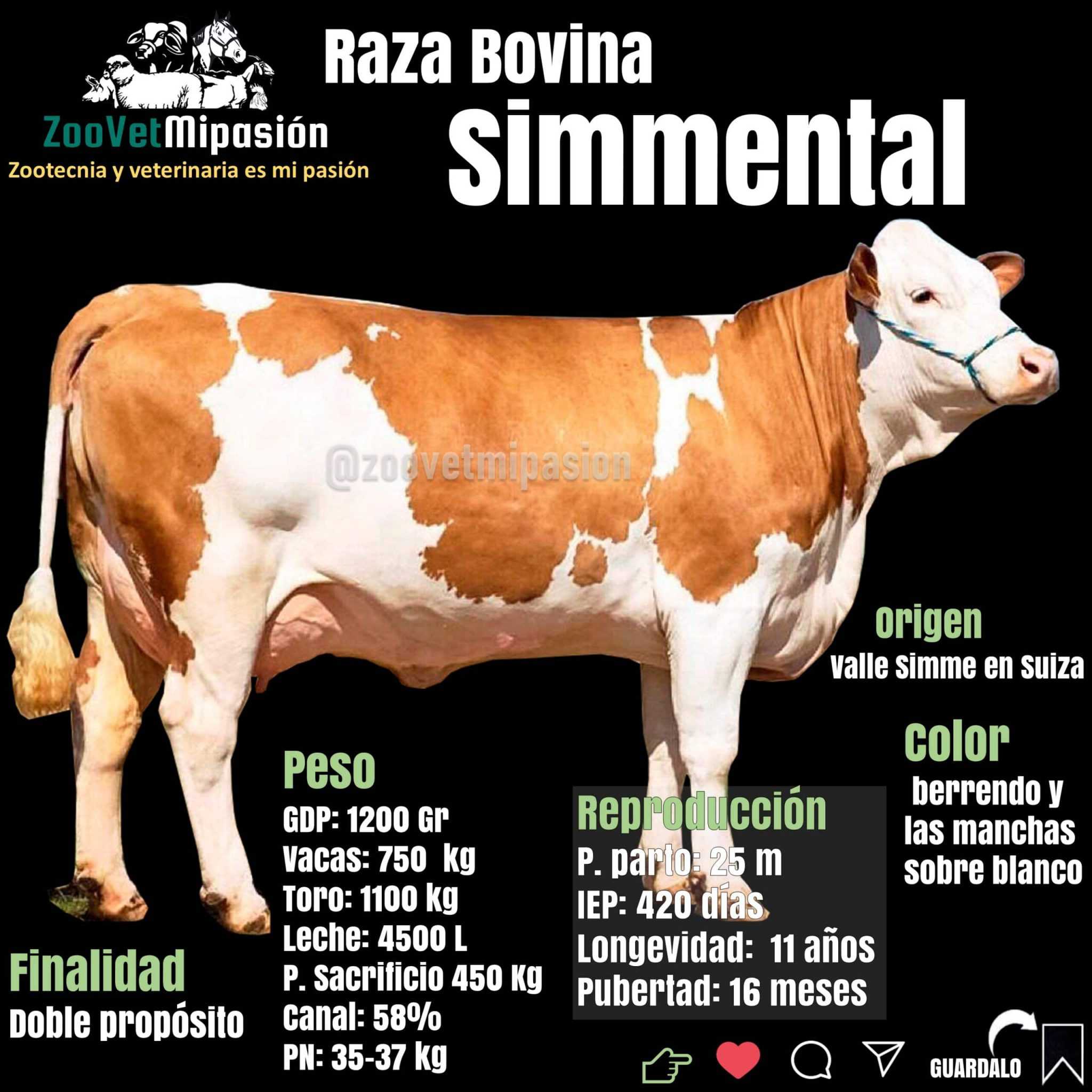 Simmental Raza De Ganado Bovino Todo Lo Que Necesitas Saber 