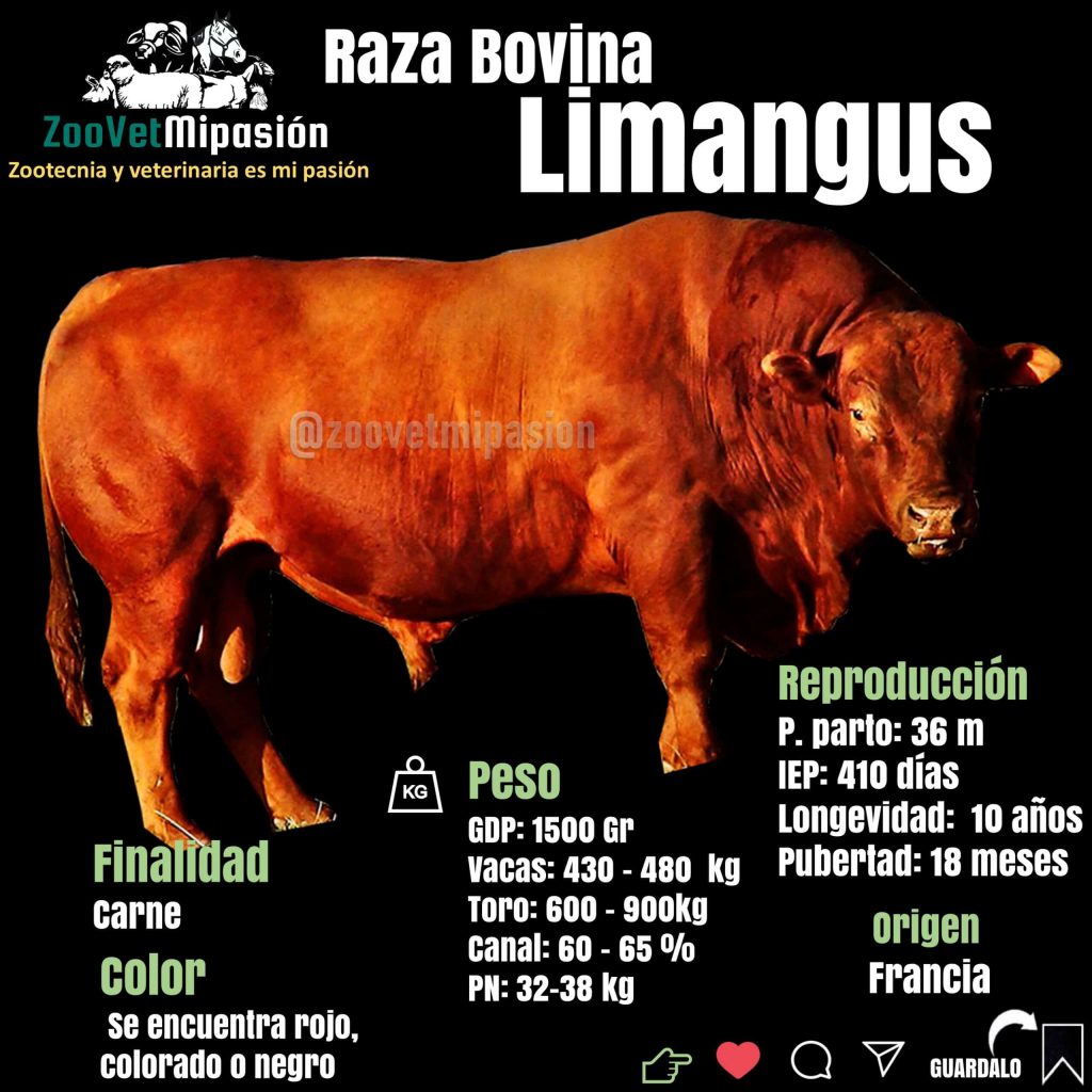 Infografía Raza Limangus