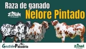 Raza Bovina Nelore Pintado