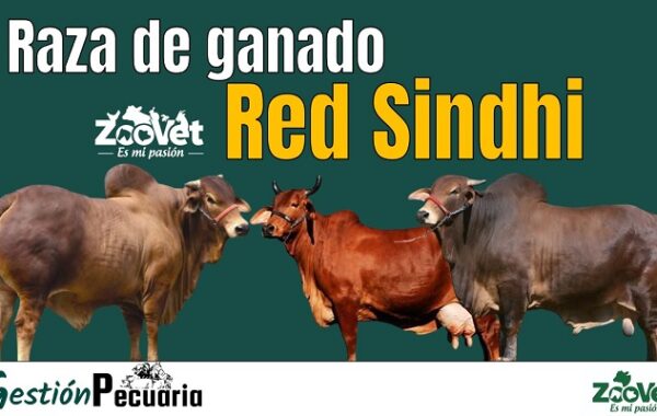 Raza Bovina Red Sindhi