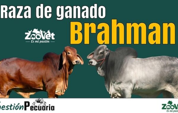 La Raza bovina Brahman