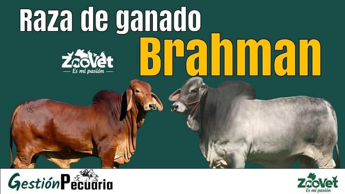 La Raza bovina Brahman