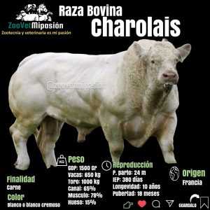 Infografía de la Raza bovina Charolais