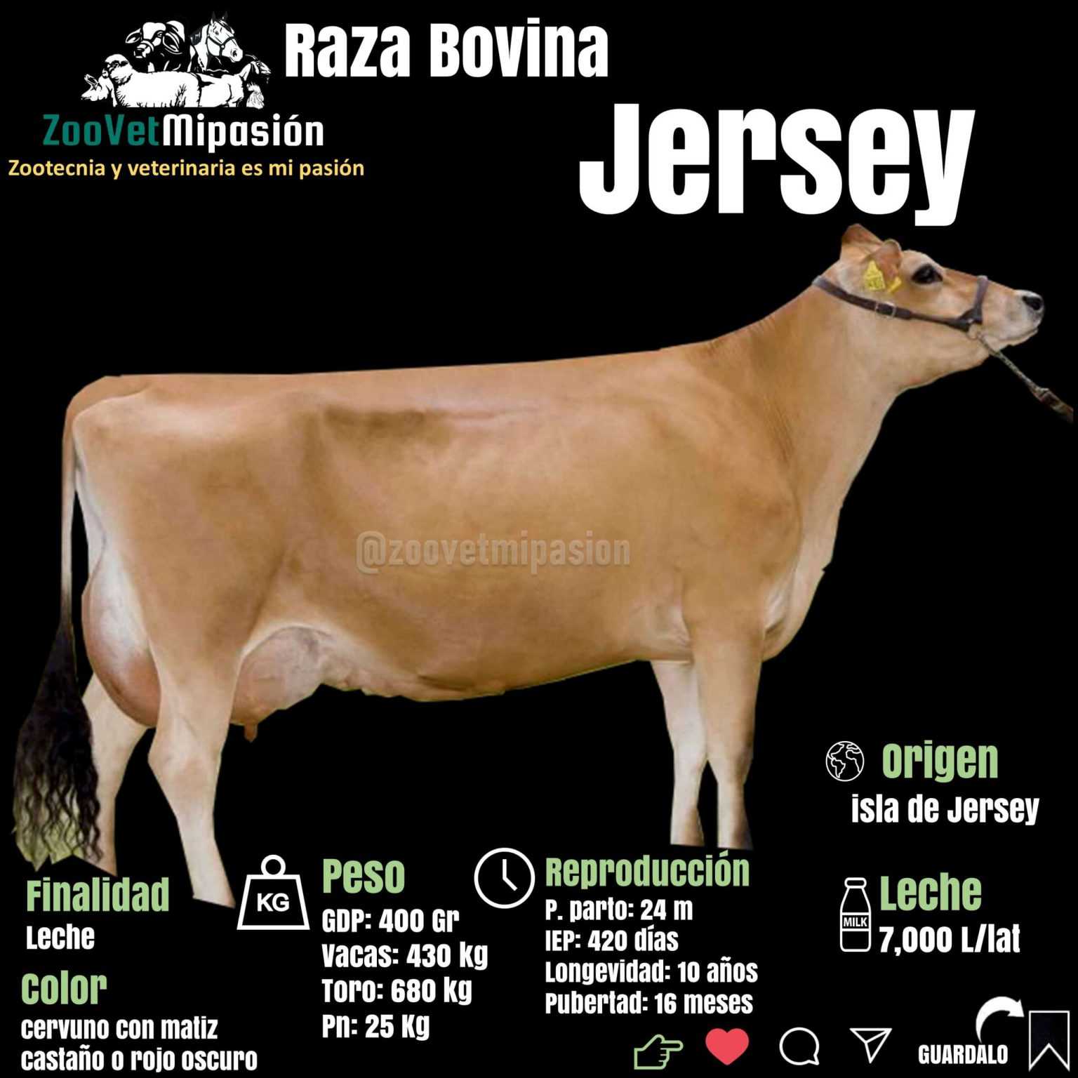 Raza de Ganado Jersey 【Informacion Actualidada】