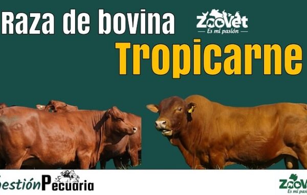 Raza bovina Tropicarne