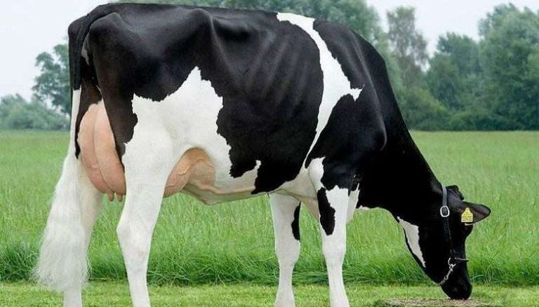 Raza Bovina Holstein 【Información Actualizada】