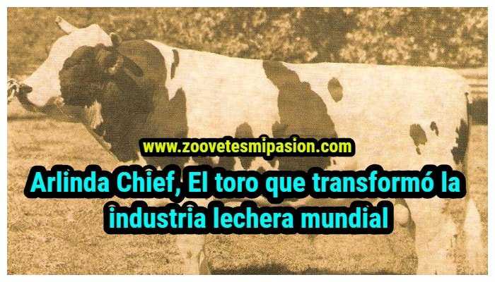 Arlinda Chief, El toro que transformó la industria lechera mundial
