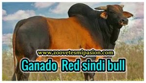 Raza de Ganado Vacuno Red sindi bull