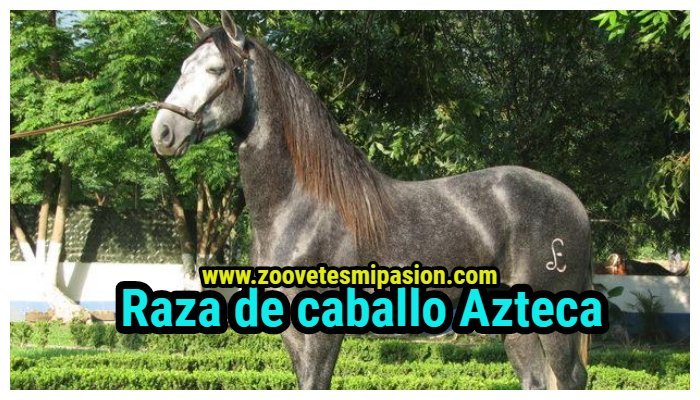 Raza de caballo Azteca