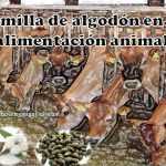 https://zoovetesmipasion.com/nutricion-animal/13-semilla-de-algodon-en-la-alimentacion-animal/