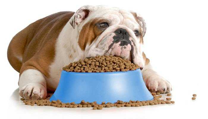 Lee más sobre el artículo Cuanto debe comer tu perro (Infografia)
