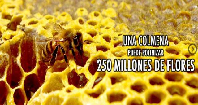 En este momento estás viendo Las abejas amenazan a la humanidad