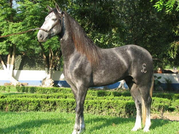 Caballo Cuarto de Milla, origen, morfología y usos de esta raza Caballo Cuarto de Milla, origen, morfología y usos de esta raza