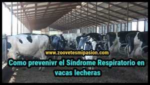 Como prevenir el Síndrome Respiratorio en vacas lecheras