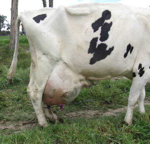 Mastitis bovina