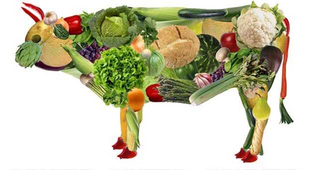 Lee más sobre el artículo “Las personas que no comen carne creen que no matan animales, pero sí lo hacen”