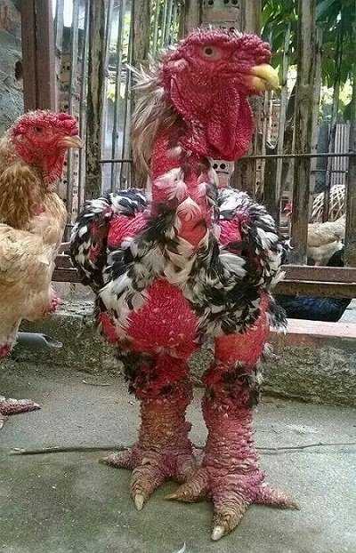 La extraña raza de gallinas Dong Tao Ga Ho.