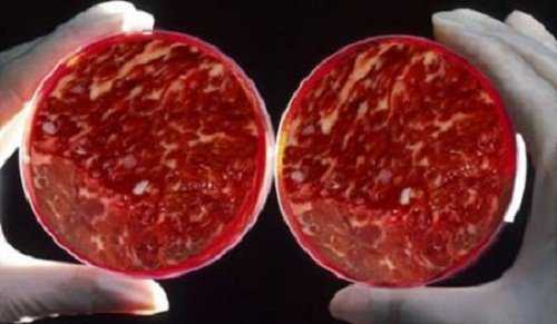 En este momento estás viendo Carne hecha en laboratorio?