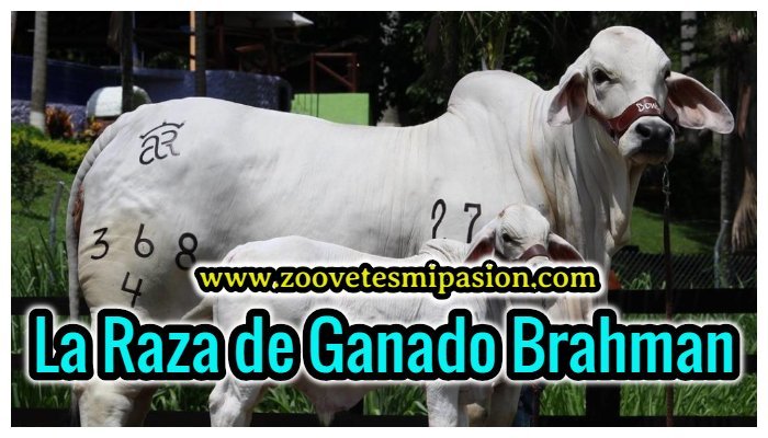 Raza De Ganado Brahman 【informacion Actualizada 2020】