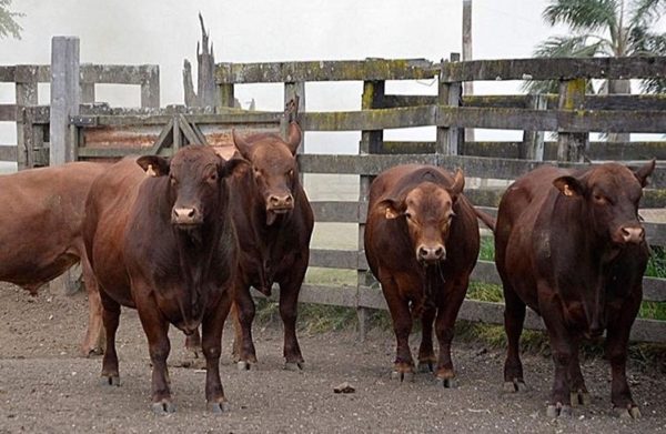 Raza bovina Angus