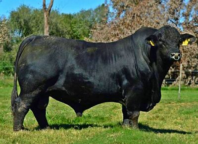 Raza Angus
