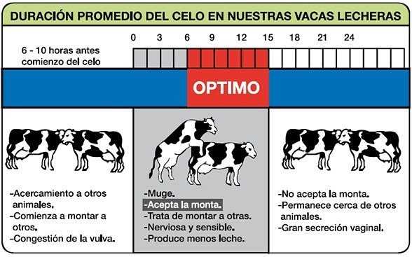 inseminaci贸n artificial del bovino