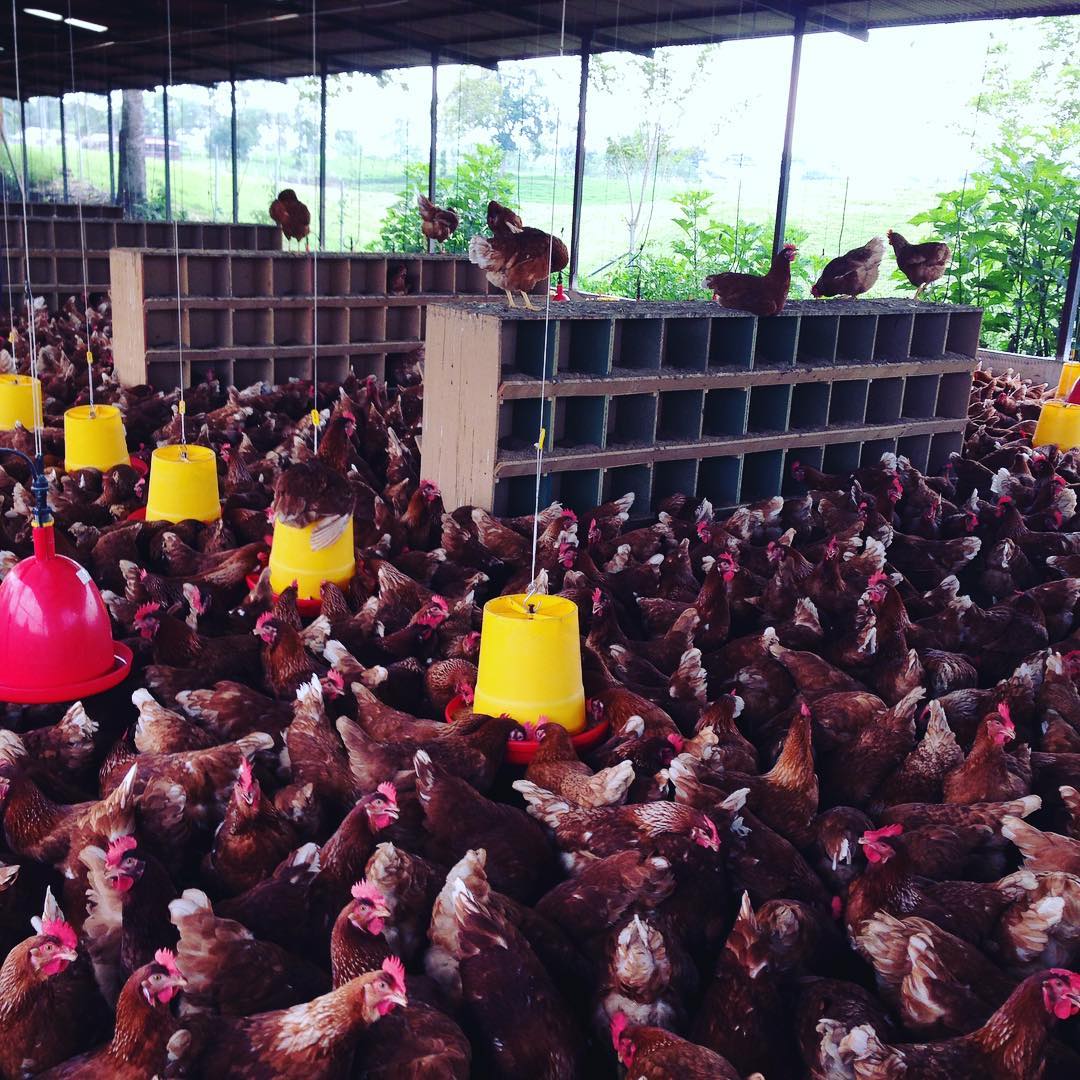 perchas en gallinas ponedoras