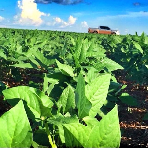 Biofungicidas fungicidas