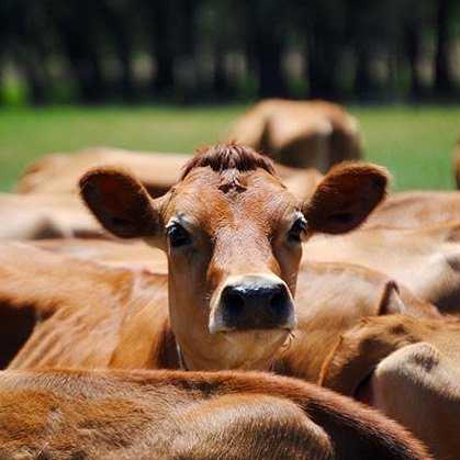 Científicos quieren sacarle provecho al excremento de las vacas obteniendo agua limpia de él