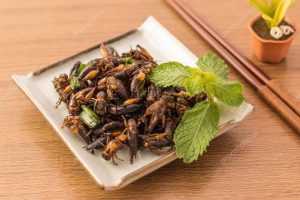 Lee más sobre el artículo Comerias insectos como fuente de proteina?