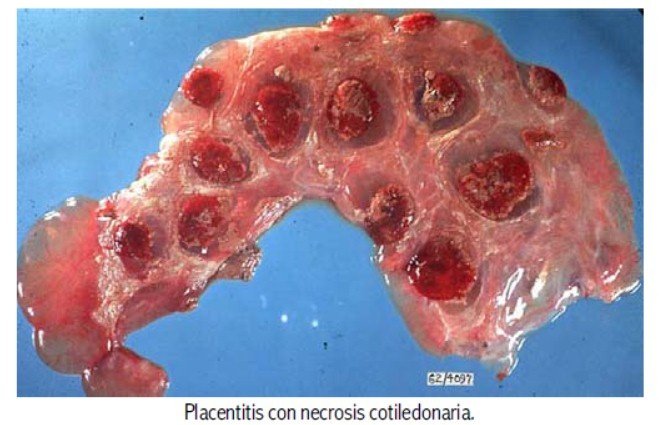 Resultado de imagen para brucella lesiones ovinos