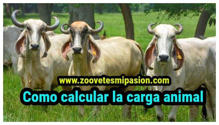 Como calcular la carga animal de un módulo de pastoreo