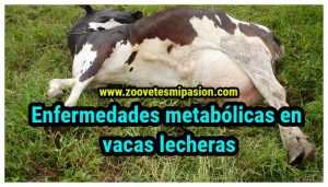 Enfermedades metabólicas en vacas lecheras