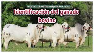Identificación del ganado bovino