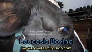 Leucosis Bovina