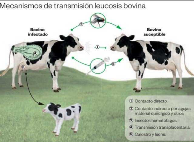 Leucosis bovina